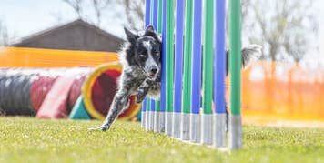 agility